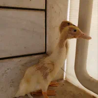 اردک ۲ ماهه|حیوانات مزرعه|اصفهان, کارلادان|دیوار