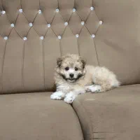 حیوان خانگی|سگ|مرودشت, پشت سایپا‎|دیوار