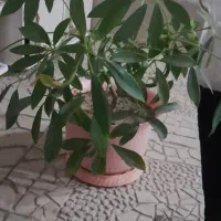 گل شمعدانی. آپارتمانی و..