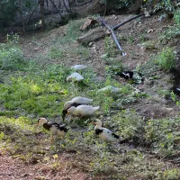 فروش اردک مراوی ۳ ماهه