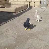 کفتر زل دم سفید طوقی هفت‌رنگ خطی