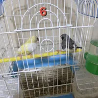 مرغ عشق-عروس هلندی-کوتوله برزیلی-فنچ|پرنده|خان ببین, |دیوار