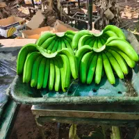 فروش عمده موز هندی|خوردنی و آشامیدنی|قم, تکیه آقا سید حسنی|دیوار