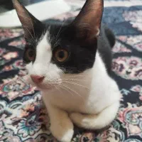 واگذاری گربه
