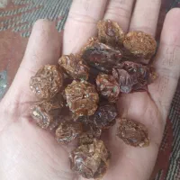 آلوچه|خوردنی و آشامیدنی|مرند, |دیوار