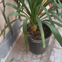 یوکا درختی ۴تا ۲ ملیون|گل و گیاه طبیعی|اهواز, کوی علوی|دیوار