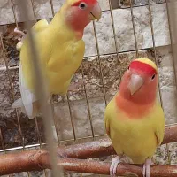 طوطی برزیلی