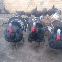 بوقلمون|حیوانات مزرعه|پارس‌آباد, |دیوار