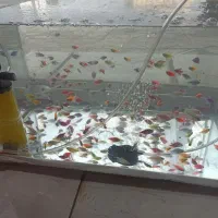 ماهی نوروز کالر فایتر پولی گوپی گلدفیش تلسکوپی تنگ