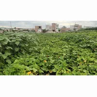 فروش ۳۰۰۰متر زمین پرسه سو