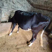 گاو ماده آبستن سومین شکم