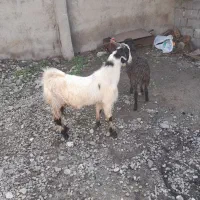 بزغاله نر چاق