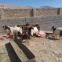 کهره  کولار گیسه