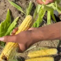 ذرت علوفه ای