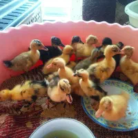 جوجه اردک یه هفته ای