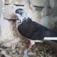 کبوتر تهرانی فروشی