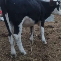 تلسه|حیوانات مزرعه|فراغی, |دیوار