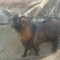 نربز و بزغاله نر|حیوانات مزرعه|فردوس (خراسان), |دیوار