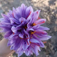 باغ فنس دار ب متراژ ۱۰۰۰ متر