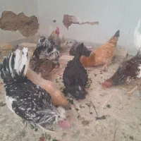 ۸ عدد مرغ خروس