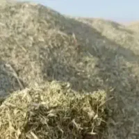 کَه لوبیا،سفید و چیتی