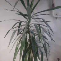 گل آپارتمانی یوکا