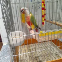 طوطی گرینچک