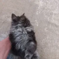 گربه بریتیش لانگ هیر نر