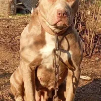 واگذاری توله پیتبول|سگ|ساری, |دیوار