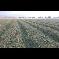 کشاورزی|خدمات باغبانی و درختکاری|دلند, |دیوار