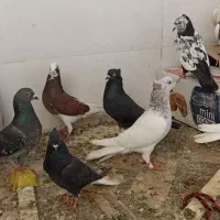 19تا کبوتر رنگی معمولی برا جلد کردن