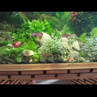 آکواریوم کلبه ای|ماهی|تهران, خرمشهر|دیوار