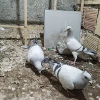 سه عدد جوجه کرمانی هنوز پر ننداختن