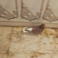 کوهی دم‌سفید سرخ خال سیاه