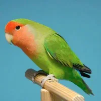 خرید و فروش طوطی برزیلی و عروس هلندی در کرج