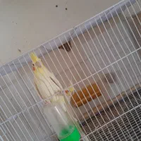 جفت عروس لتینو مولد به شرط