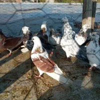 کفترتکپروآلمانی ورنگی|پرنده|تاتار علیا, |دیوار