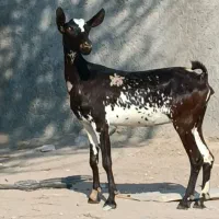 بز صلاله آبستن