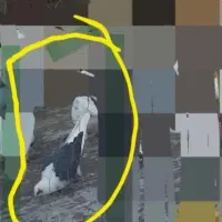 پشتدار