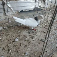 دوتا نر طوقی|پرنده|حمیدیا, |دیوار