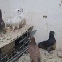 کفتر کبوتر یاهو