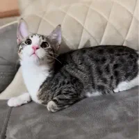 گمشده ، گربه دی اس اچ نر ۷ ماهگی