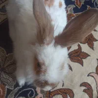 خرگوش سالم وتمیز|موش و خرگوش|بیجار, |دیوار