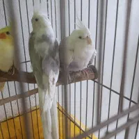 جفت طوطی عروس هلندی البینو