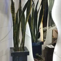 روشویی سرامیکی شیک سازان با ۷ سال گارانتی|لوازم سرویس بهداشتی|محمدیه-قزوین, |دیوار