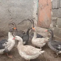 سلام غاز بزرگ جفتی ۲تومن تماس