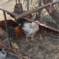 فروش مرغ و خروس