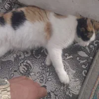 گربه|گربه|نیشابور, مازول|دیوار