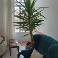 گلکده آیلار|گل و گیاه طبیعی|فردوس (خراسان), |دیوار