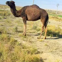 شتر ماده جوان چاق قصابی مالداری